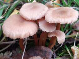 Image of Laccaria laccata (Scop.) Cooke 1884