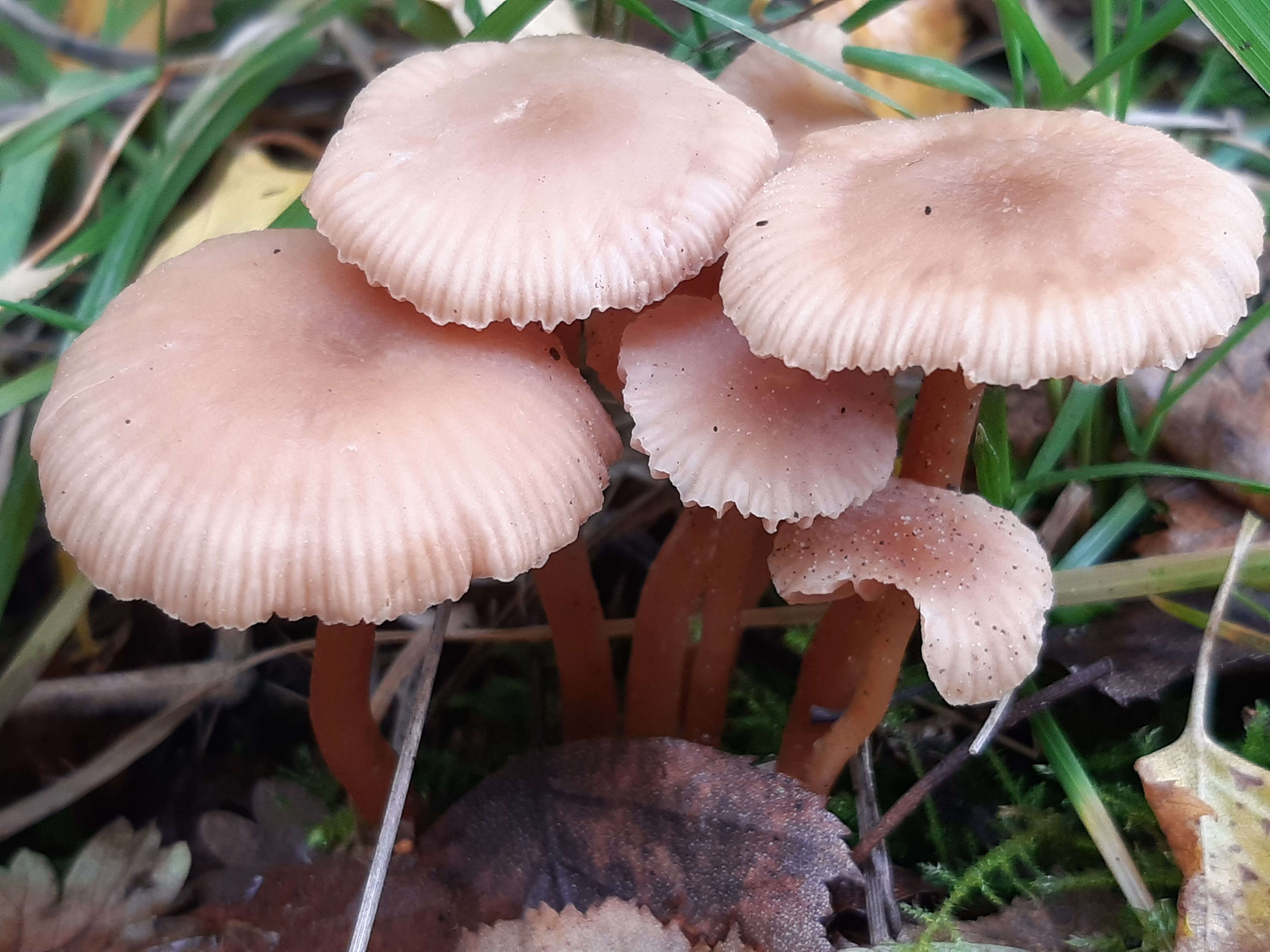 Image of Laccaria laccata (Scop.) Cooke 1884