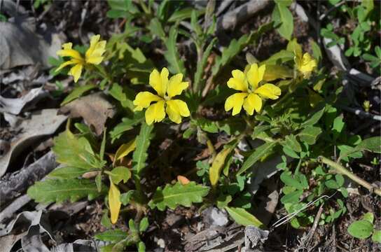 Image of Serrated goodenia