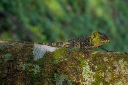 Image of Keeled Helmeted Basilisk