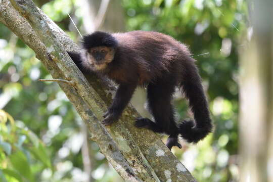 Image of Black Capuchin