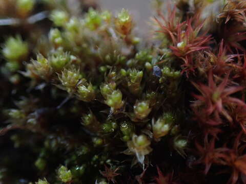 Image of bryum moss