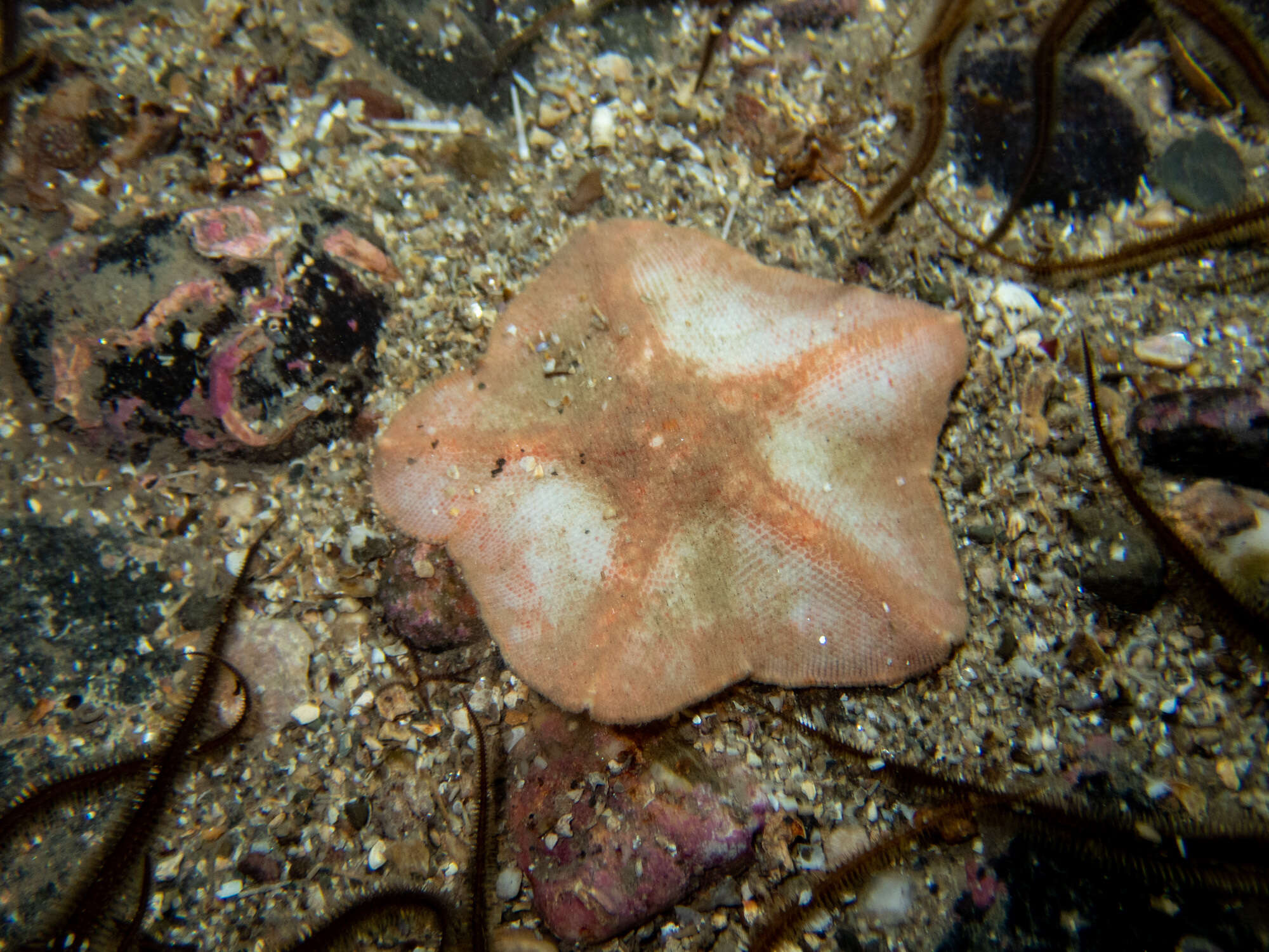 Image of goose foot sea star