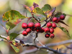 Image of Cockspur Hawthorn