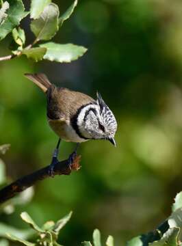 Image of Lophophanes Kaup 1829