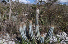 Image of Pilosocereus bohlei Hofacker