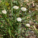 Image of Pimelea rara B. L. Rye