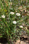 Image of Pimelea rara B. L. Rye