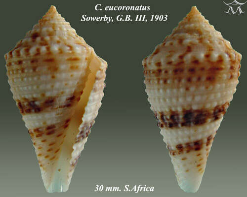 Image of Conasprella eucoronata (G. B. Sowerby Iii 1903)