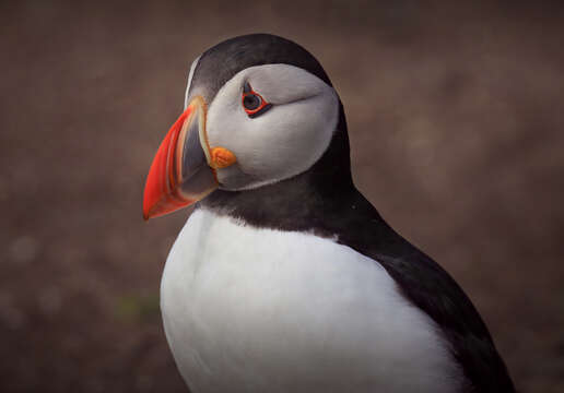 Image of Puffin