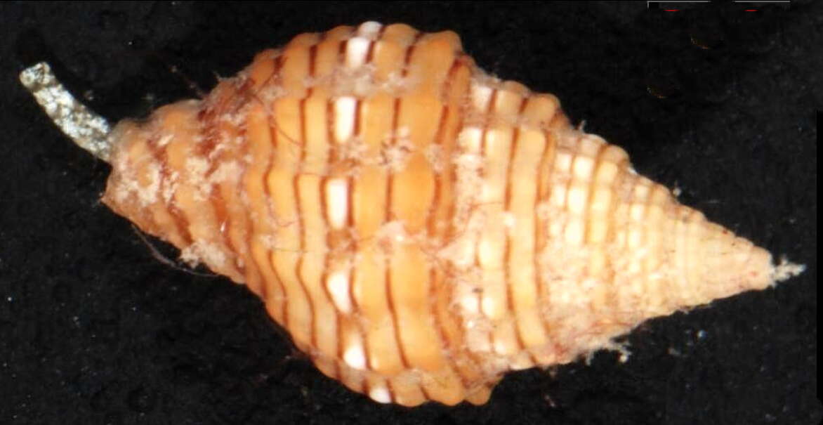 Image of Vexillum crocatum (Lamarck 1811)