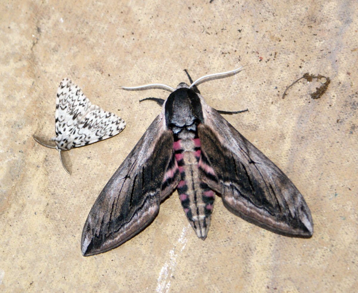 Image of privet hawk-moth