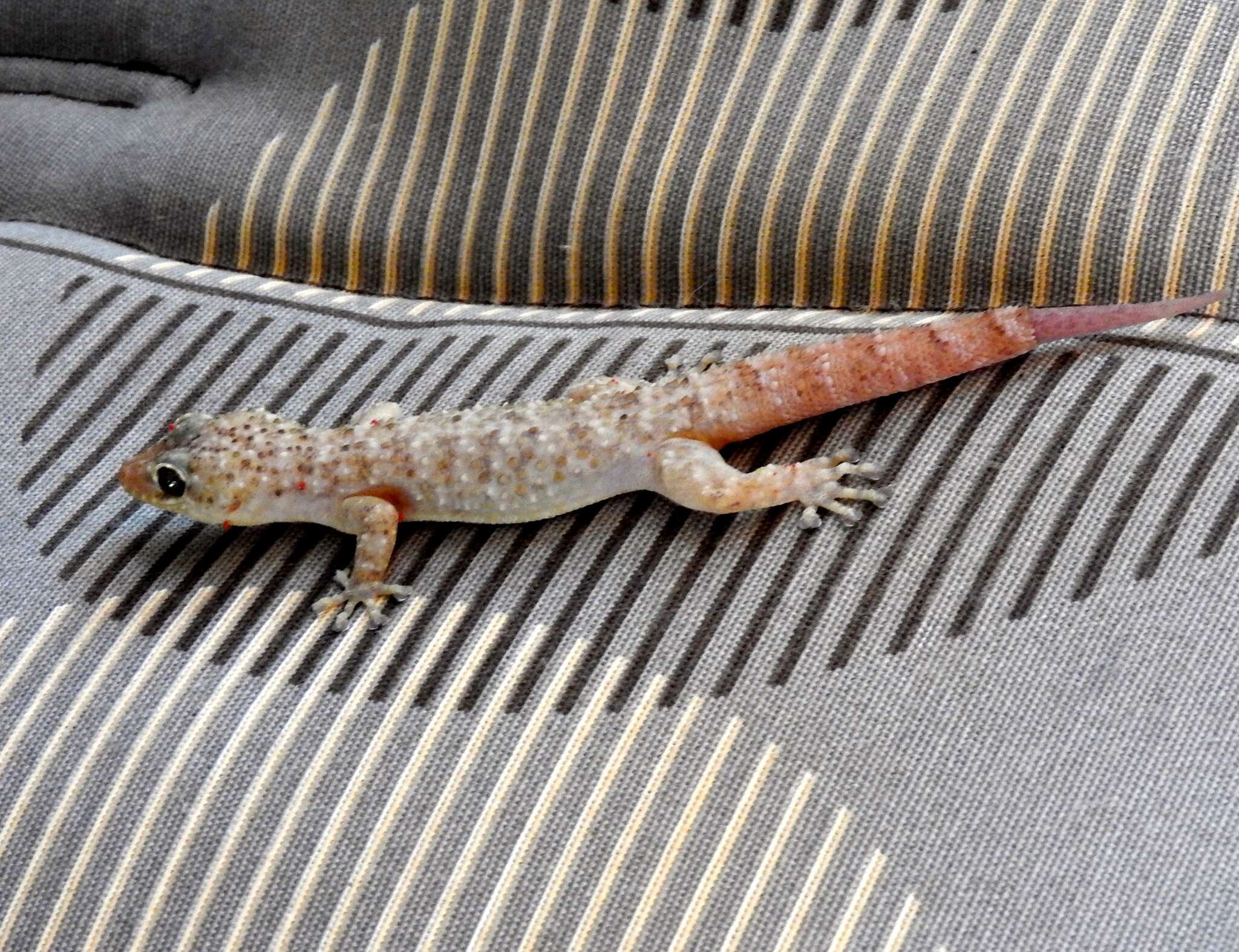 Image of Lane's Leaf-toed Gecko