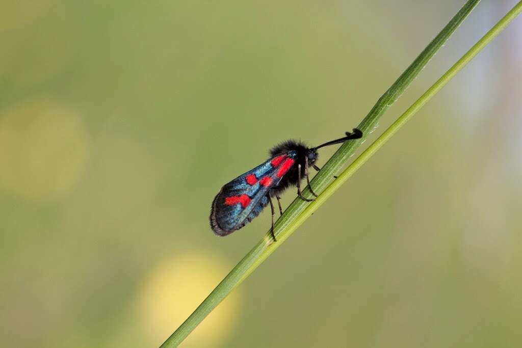 Image of Zygaena oxytropis Boisduval 1828