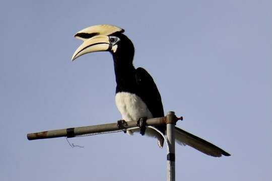 Image of Oriental Pied Hornbill