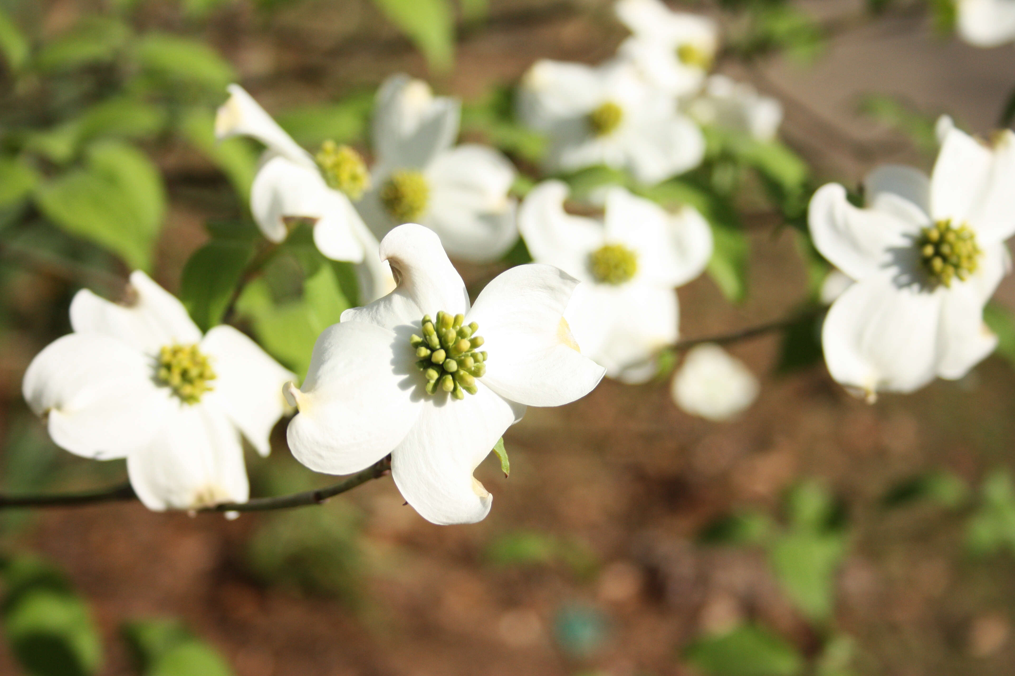 Image of flowering dogwood