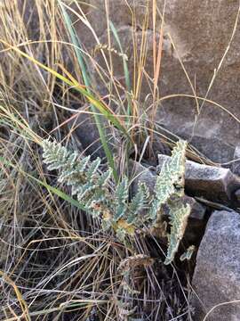 Image of Eaton's lipfern