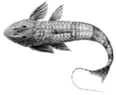 Image of Catfish