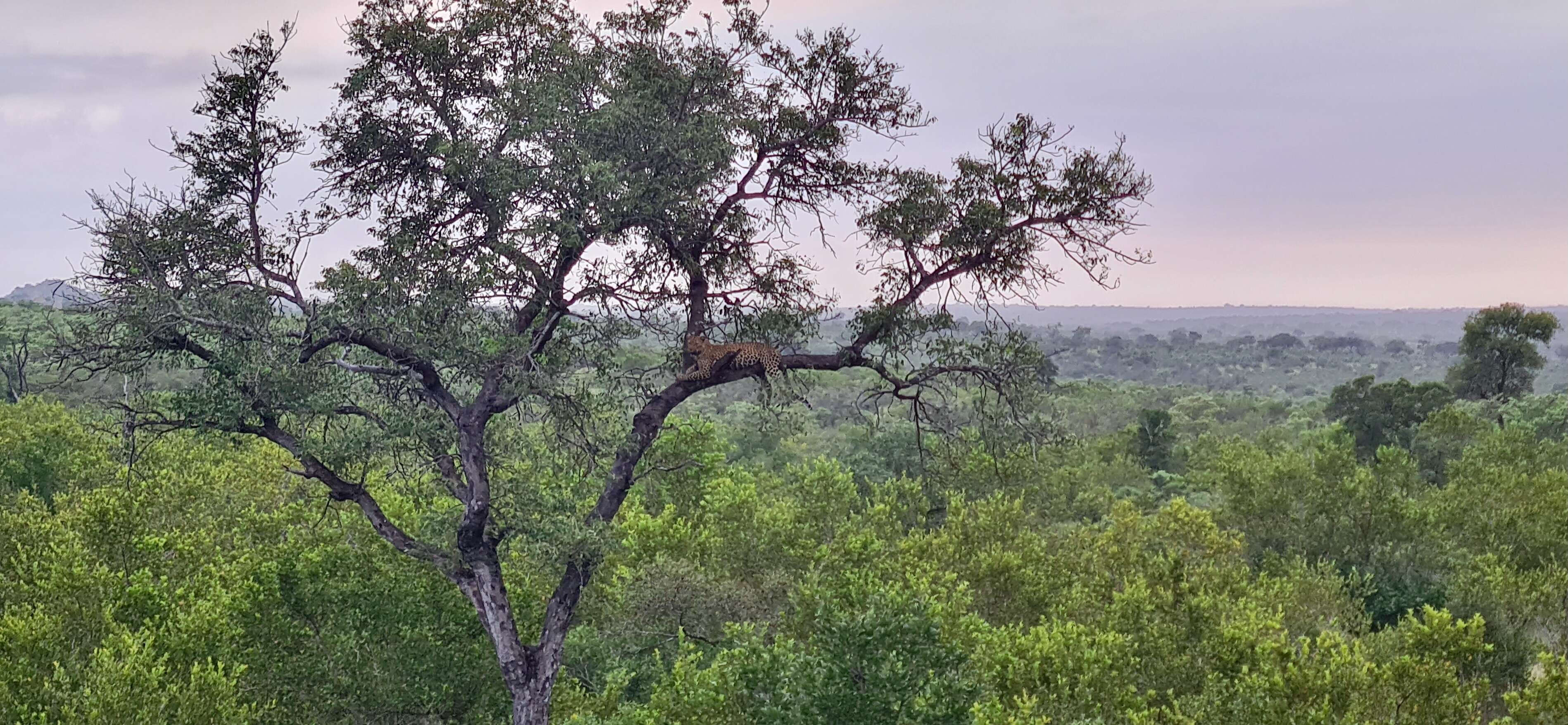 Image of Leopard