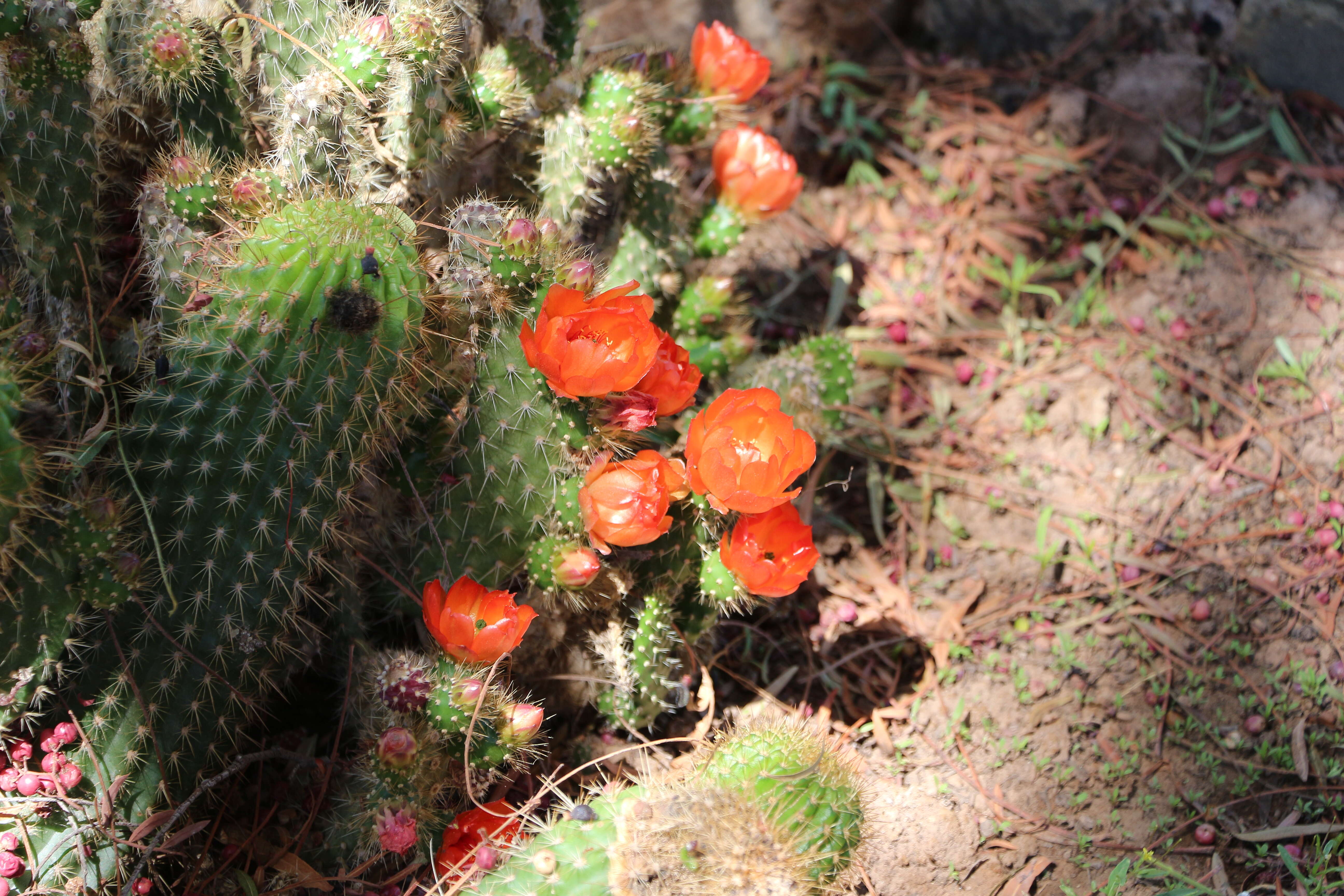 Echinopsis pachanoi (Britton & Rose) H. Friedrich & G. D. Rowley的圖片