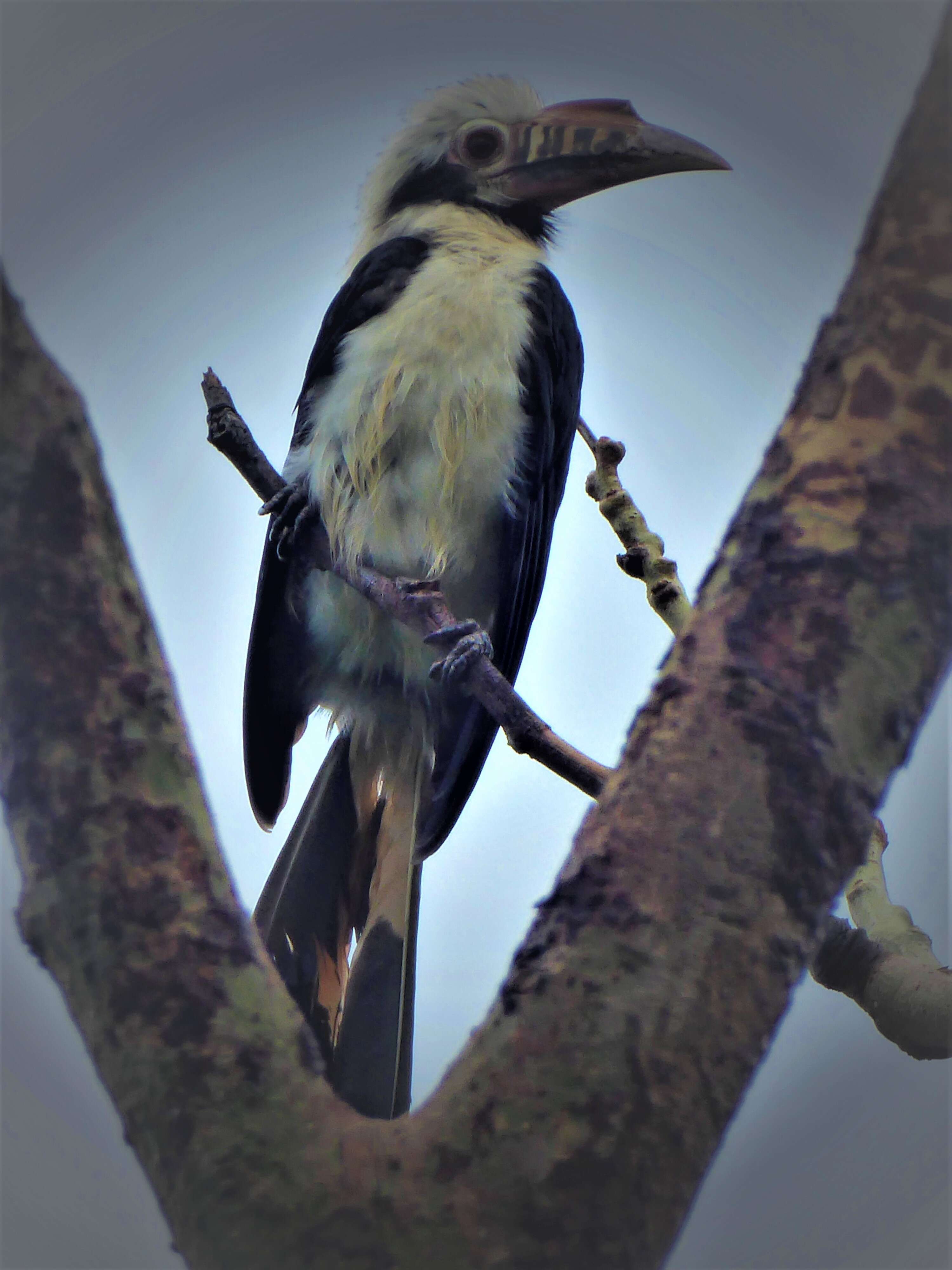 Image of Mindoro Hornbill