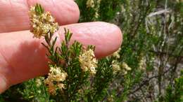 Image of Pomaderris phylicifolia Lodd.