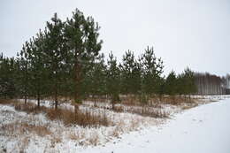 Image of Scotch Pine