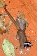 Image of Bushy-tailed Opossum