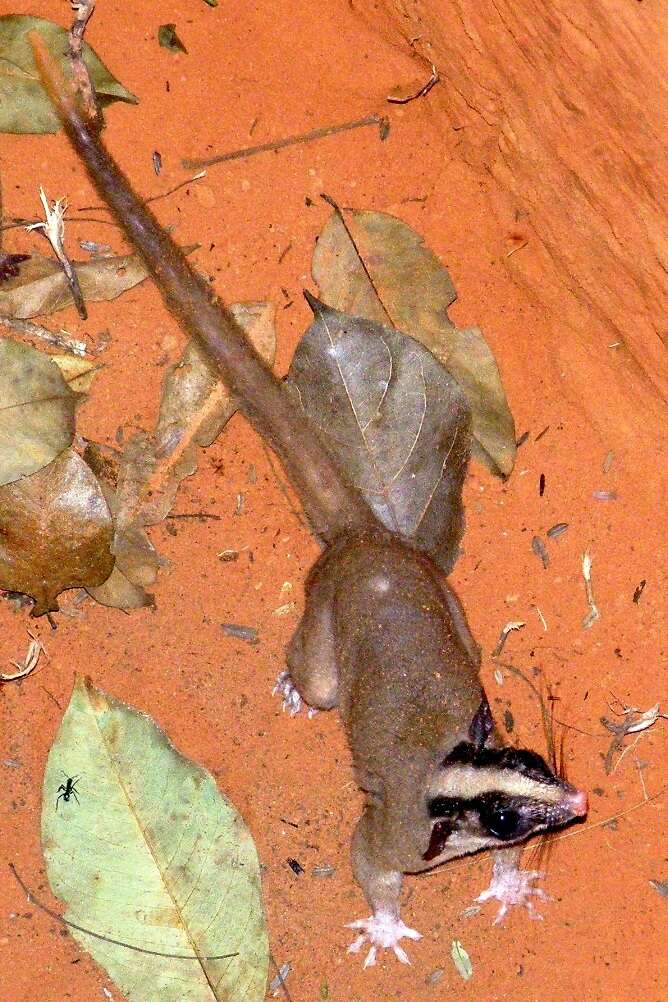 Image of bushy-tailed opossum