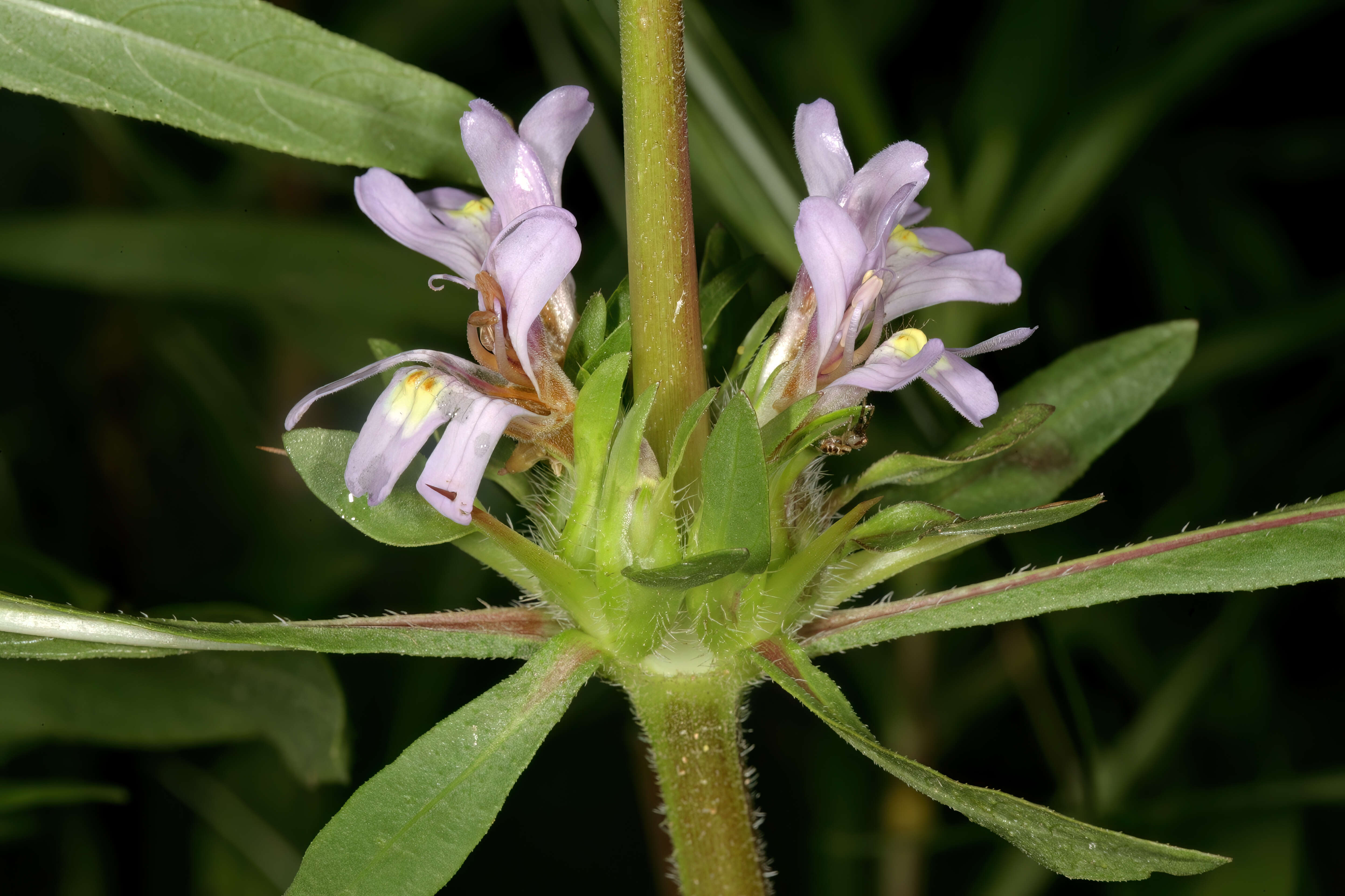 Image of Hygrophila schulli (Buch.-Ham.) M. R. Almeida & S. M. Almeida