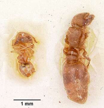 Image of Stereomyrmex horni Emery 1901