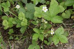 Image of woodland strawberry