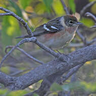 Image of Bay-breasted Warbler