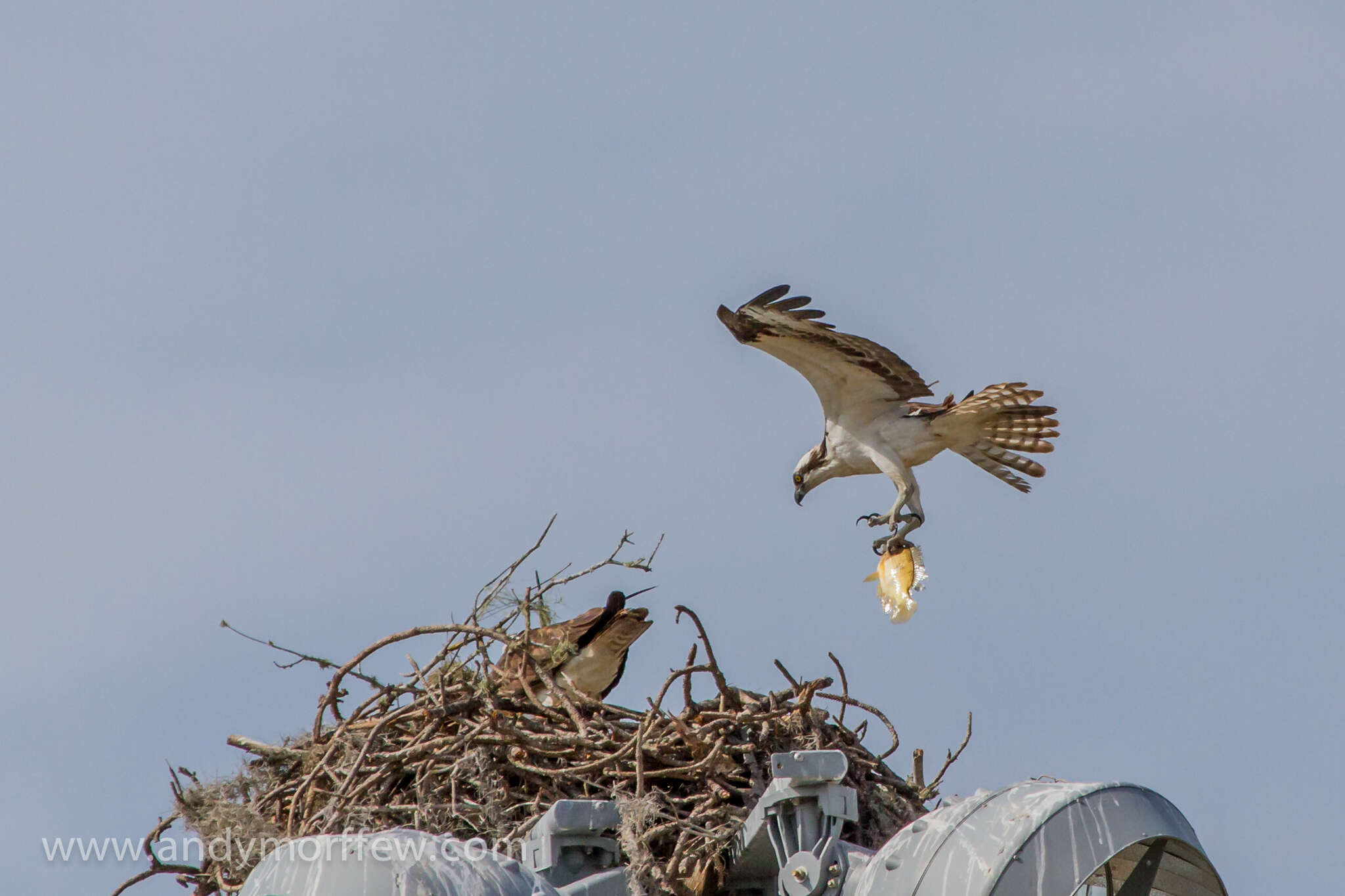 Image of ospreys