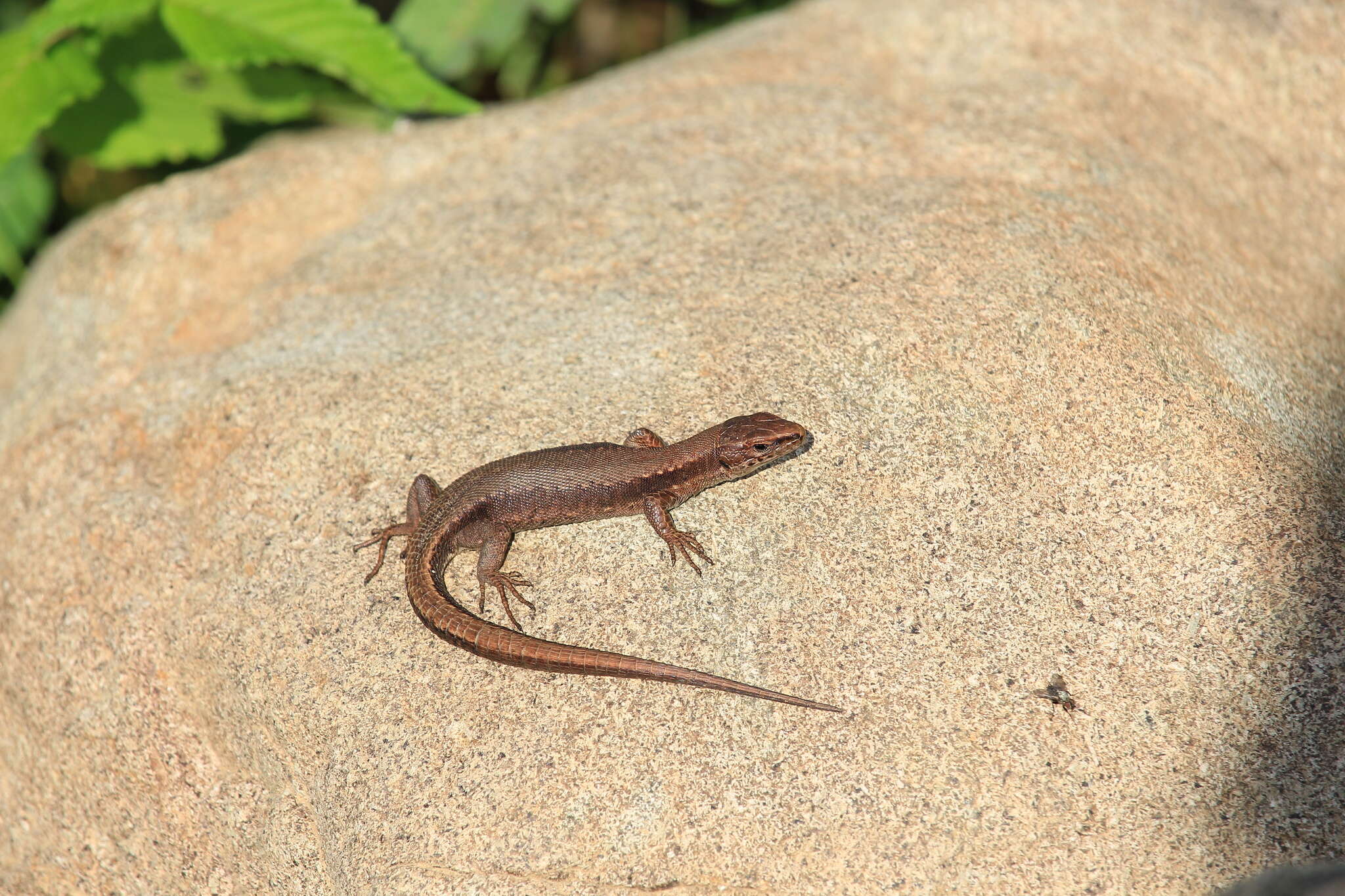 Image of Derjugin's lizard