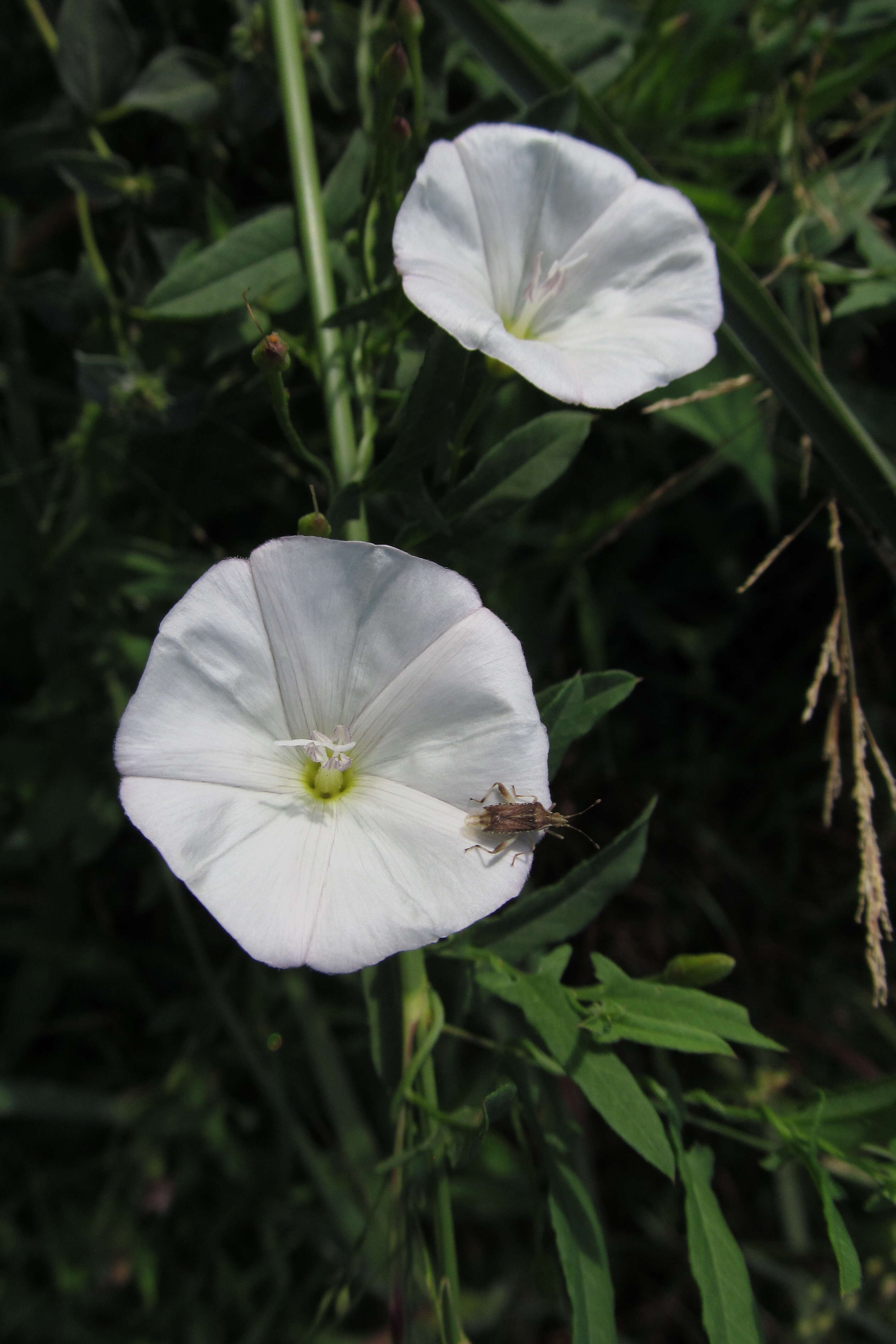 Image of Field Bindweed