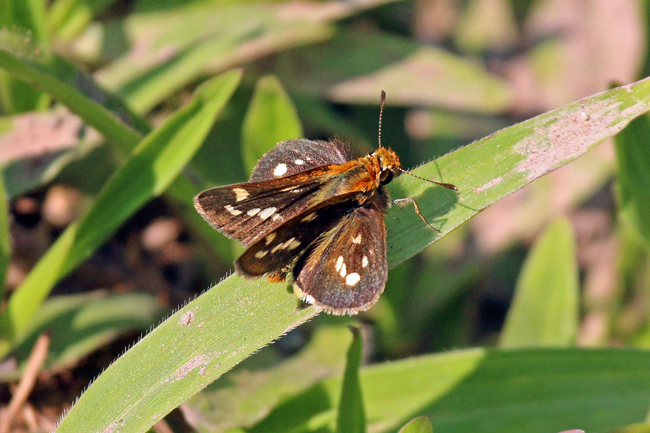 Image of Taractrocera ardonia Hewitson 1868