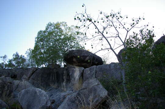 Image of Ficus obliqua G. Forster