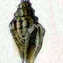 Image of Eucithara trivittata (Adams & Reeve 1850)