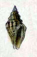 Image of Eucithara trivittata (Adams & Reeve 1850)