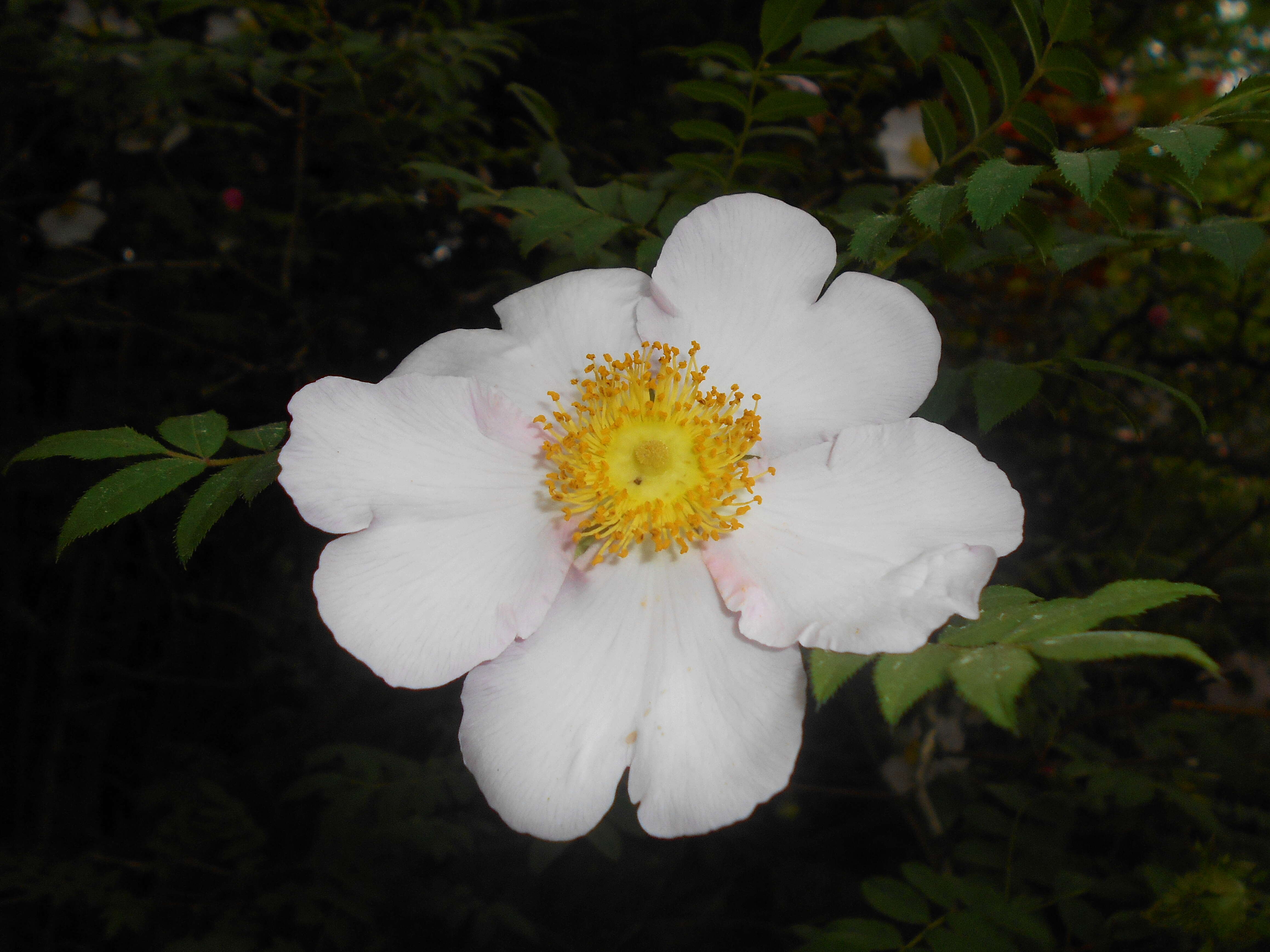 Image of chestnut rose