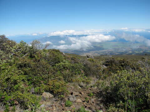 Image of alpine mirrorplant