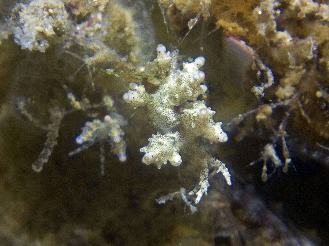 Image de Eubranchus mandapamensis (K. P. Rao 1968)