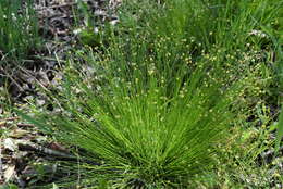 Image of Carex onoei Franch. & Sav.