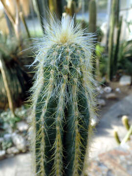 Imagem de Pilosocereus chrysacanthus (F. A. C. Weber) Byles & G. D. Rowley