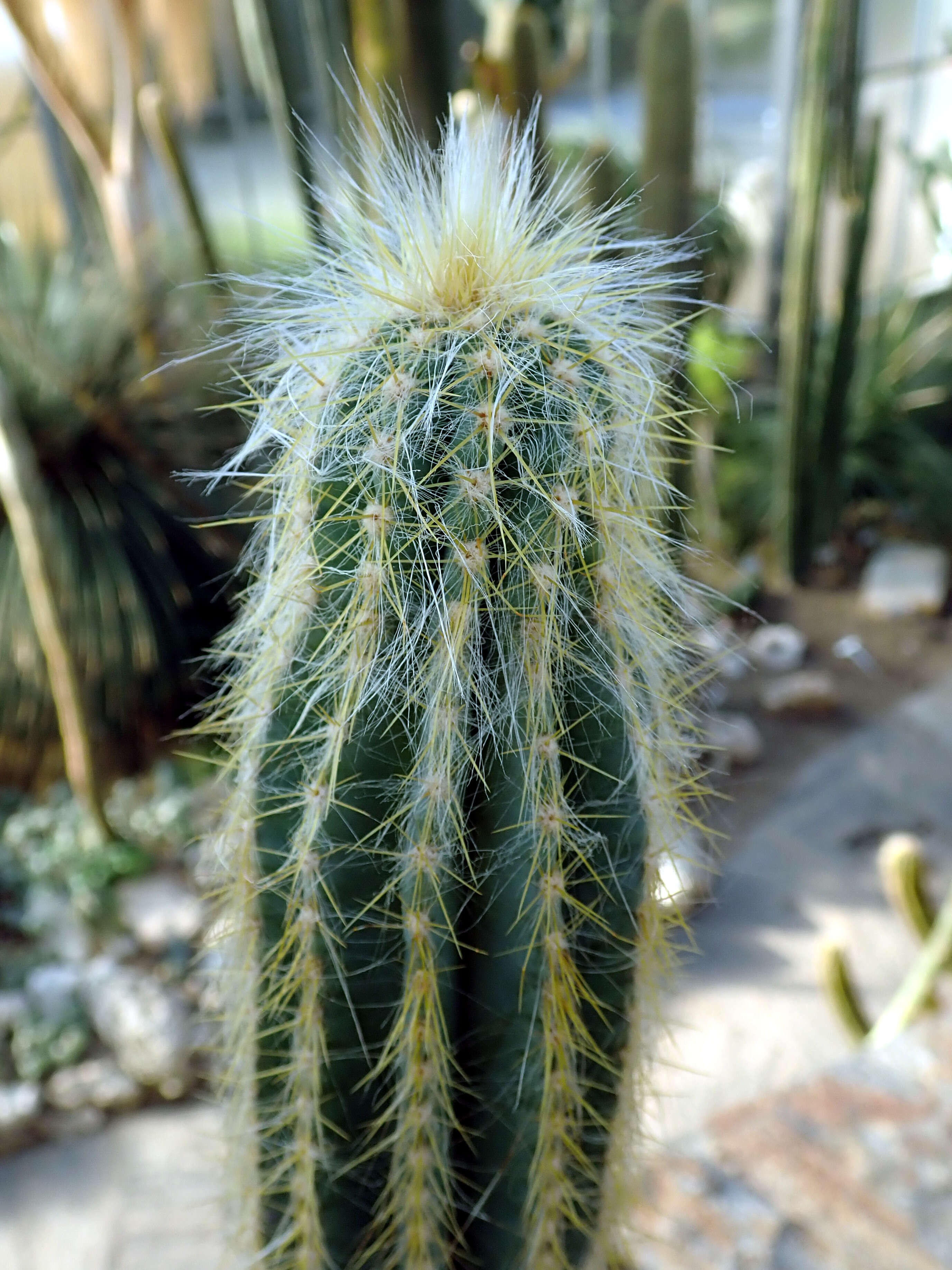 Imagem de Pilosocereus chrysacanthus (F. A. C. Weber) Byles & G. D. Rowley