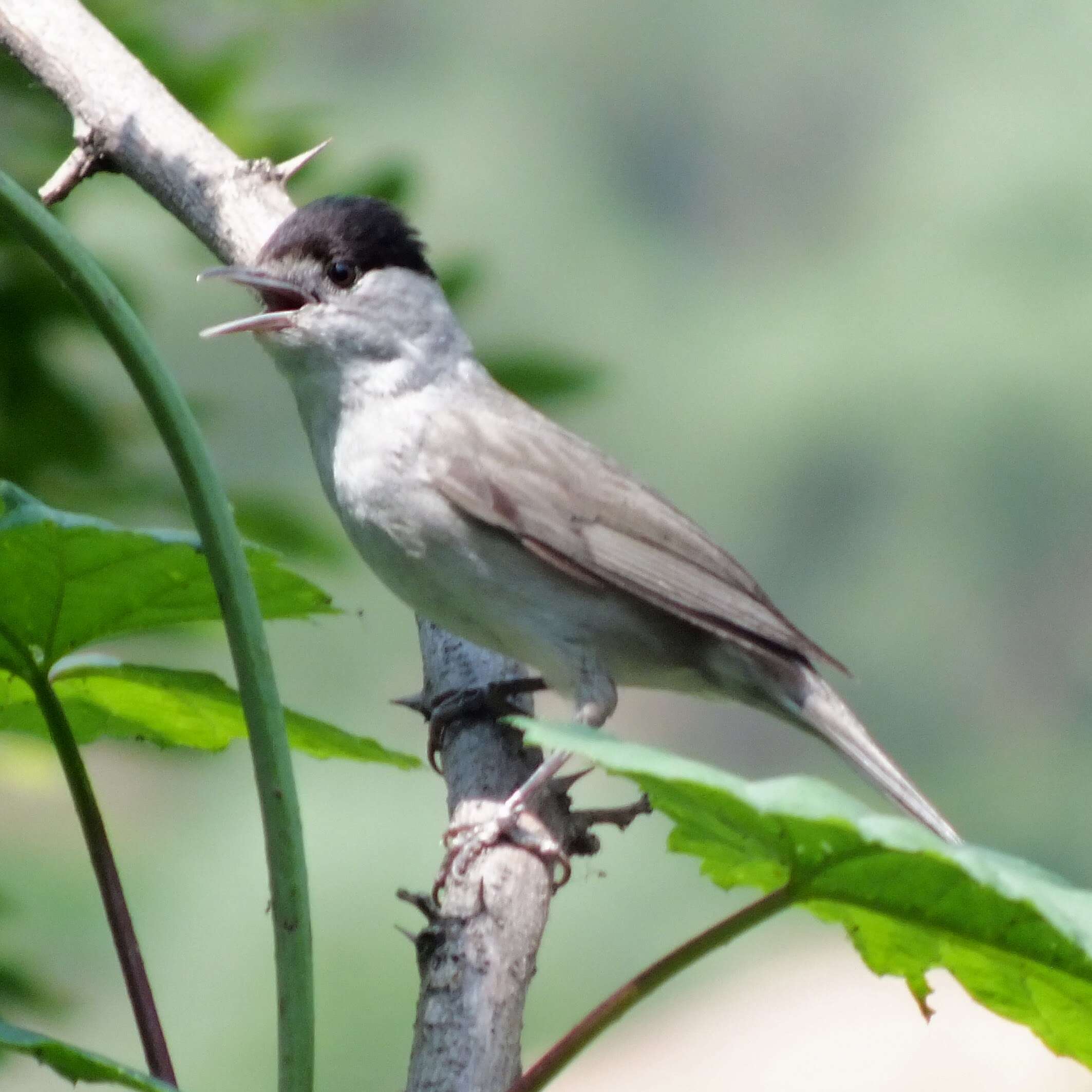 Image of Blackcap