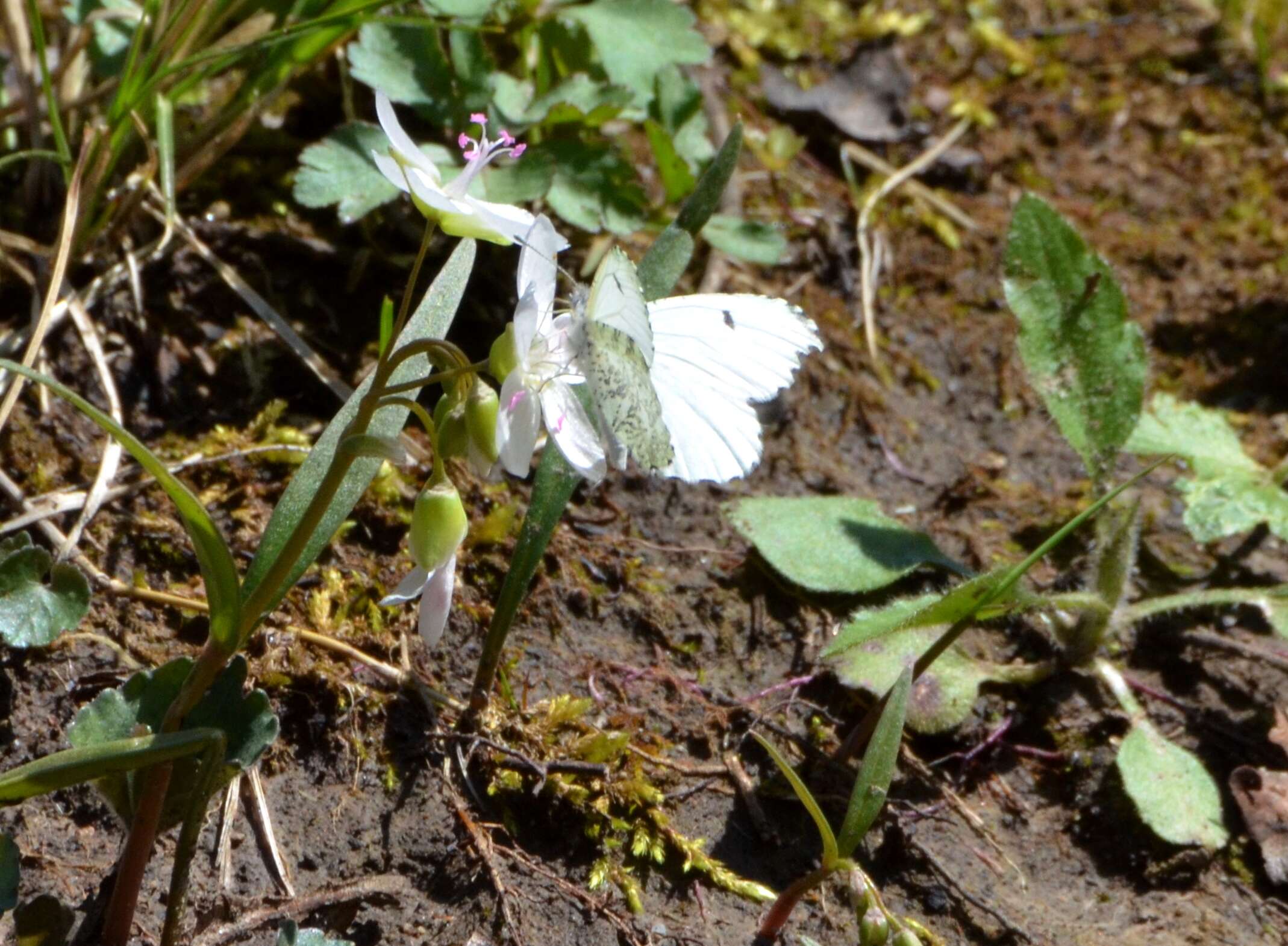 Image of Falcate Orangetip