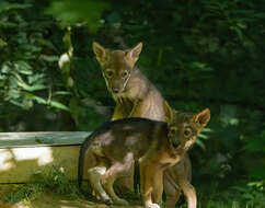 Image of Red wolf