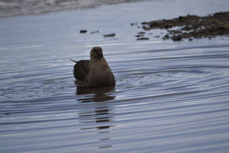 Image of Brown Skua